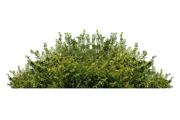 green bush isolated transparency background.