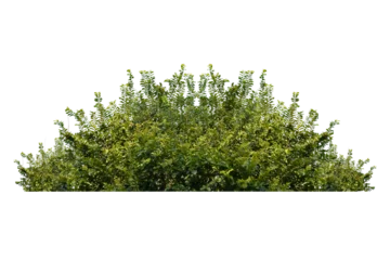 Fotobehang  green bush isolated transparency background. © moderngolf1984