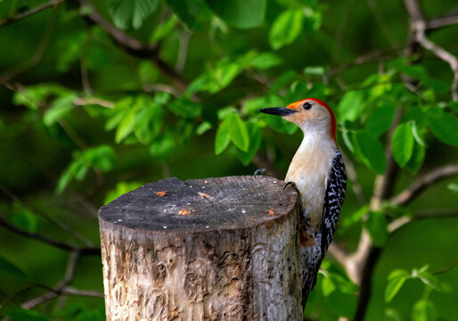 A male Red-bellied Woodpecker clings to a stump in his search for food.
