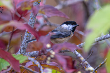 Perching Black-capped Chickadee (Poecile atricapillus)