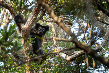 Indri in the forest. One of the biggest lemur in Madagascar nature. Black and white lemur is climbing on the tree. 