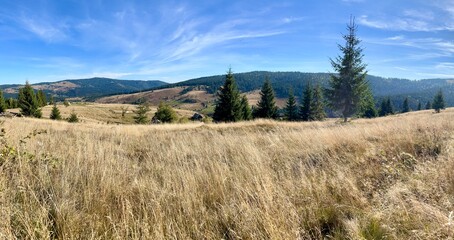 yellow meadow with trees and cleare blue sky