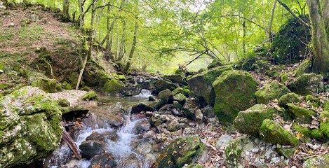 landscape of a water stream with green trees