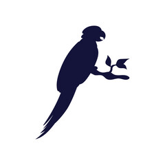 Silhouette of parrot of Amazon or Caribbean birds, vector illustration isolated.