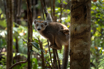 Crowned lemur with baby in the forest. Group of lemurs in Madagascar nature. Gray lemur with brown head.