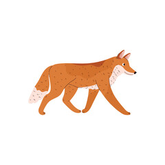 Fox tundra animal.