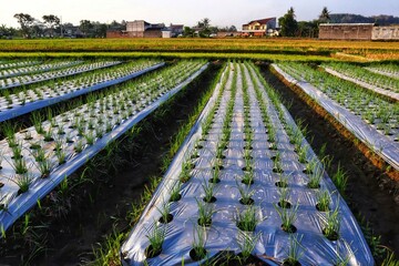 Red onion leaves plants use plastic mulch so that the results are good against the backdrop of the...