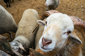 Ram sheep look out over the fence.