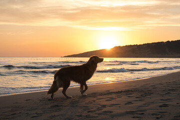Nova Scotia Duck Tolling Retriever enjoys a sunset beach stroll. Silhouetted against the fading...