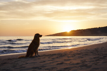 Nova Scotia Duck Tolling Retriever enjoys a sunset beach stroll. Silhouetted against the fading sun, the dog embodies serene beachside bliss