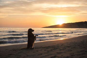 Nova Scotia Duck Tolling Retriever enjoys a sunset beach stroll. Silhouetted against the fading sun, the dog embodies serene beachside bliss