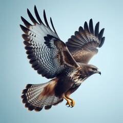 eagle in flight
