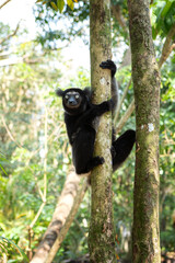 Indri in the forest. One of the biggest lemur in Madagascar nature. Black and white lemur is climbing on the tree. 