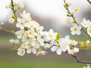  Branch of a blossoming apple tree