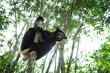 Indri in the forest. One of the biggest lemur in Madagascar nature. Black and white lemur is climbing on the tree. 