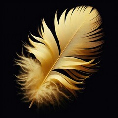 feather isolated on simple background

