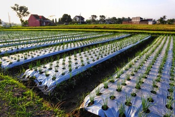 Red onion leaf plants use plastic mulch so that the results are good against the backdrop of the sky and countryside in Sleman, Yogyakarta.