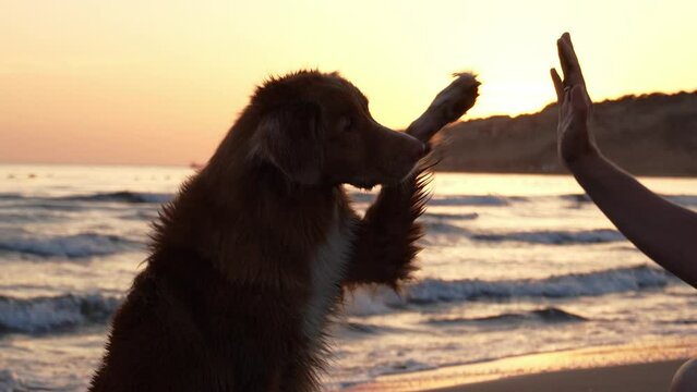 A Nova Scotia Duck Tolling Retriever gives a high-five at sunset. This beach scene captures a special moment of connection between human and dog