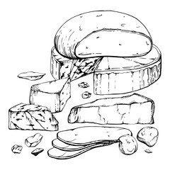 Hand drawn vector ink illustration. Assortment of cheese mozzarella parmesan edam emmental gruyere gorgonzola. Composition isolated on white. Restaurant menu, cafe, food shop package, flyer print.