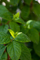 beautifyl fresh green  hydrangea leaves  background with water drops. macro shot