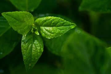Fototapeta na wymiar beautifyl fresh green hydrangea leaves background with water drops. macro shot
