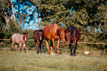 Quarter Horse Herde