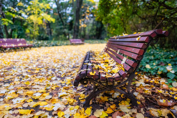 Wooden bench of a public park covered with fallen leaves from trees.