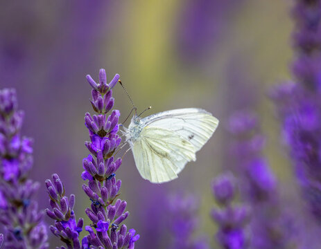 Macro of a white cabbage butterfly