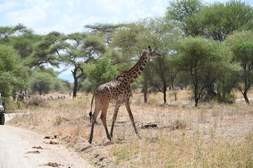 giraffe in the savannah
