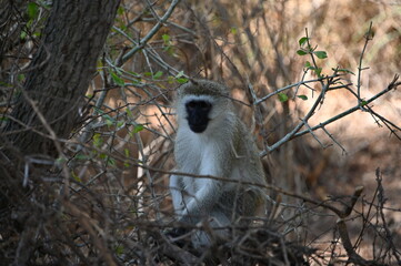 baboon sitting on the ground