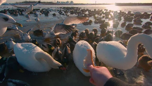 Feeding of Wild Birds Near the River in Cold Winter Day - First Person View, Slow Motion. Much Hungry Birds in a Wild. Birds Fighting for Food. Feeding Ducks, Swans and Seagulls with the Bread - POV