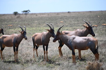 antelopes in the savannah