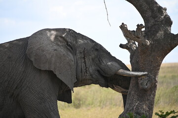 elephant leaning on a tree