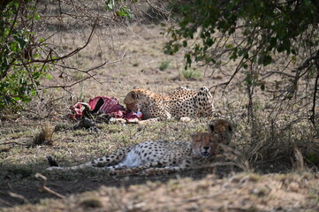 Cheetas with prey