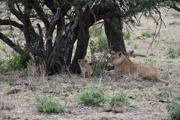Lioness with cubs