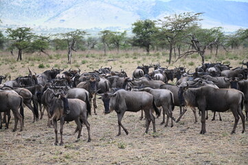 Naklejka na ściany i meble herd of wildebeest