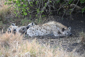 Hyena