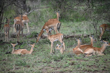 group of impala