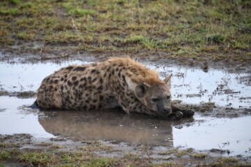 Hyena in Serengeti, Tanzania, Africa