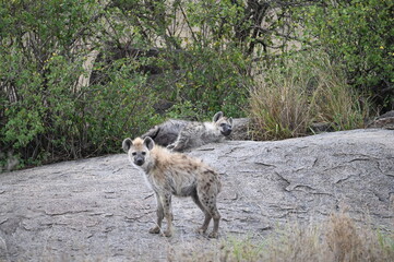 Hyena in Serengeti, Tanzania, Africa