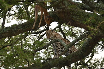 Leopard on a tree in Tanzania, Africa