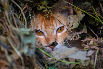 A cute cat close up portrait in the jangle in the day time in the north eastern India.