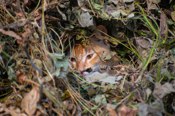A cute cat close up portrait in the jangle in the day time in the north eastern India.