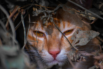 A cute cat close up portrait in the jangle in the day time in the north eastern India.