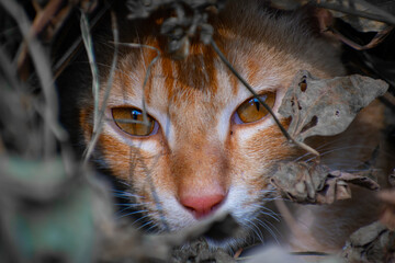 A cute cat close up portrait in the jangle in the day time in the north eastern India.