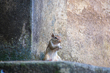 The Indian palm squirrel or three-striped palm squirrel is a species of rodent in the family Sciuridae found naturally in India and Sri Lanka.
