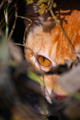 A cute cat close up portrait in the jangle in the day time in the north eastern India.