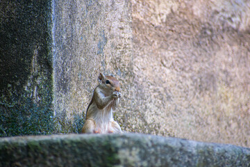 The Indian palm squirrel or three-striped palm squirrel is a species of rodent in the family Sciuridae found naturally in India and Sri Lanka.