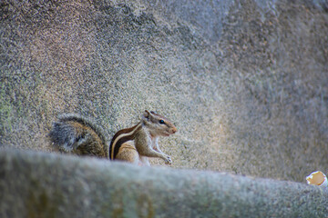 The Indian palm squirrel or three-striped palm squirrel is a species of rodent in the family Sciuridae found naturally in India and Sri Lanka.