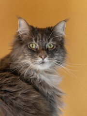 Closed up of domestic adorable black grey Maine Coon kitten, young peaceful cat in sunshine day